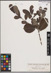 Foto von Salix cinerea L.